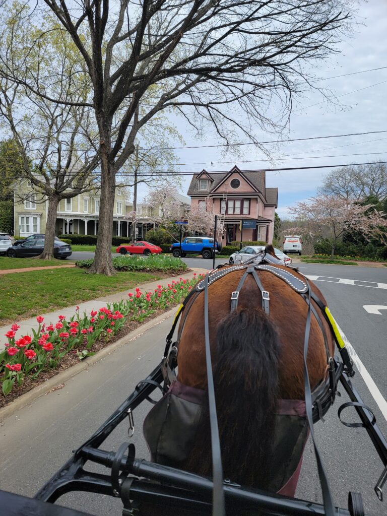 horse heading down the street with tulips on the left.