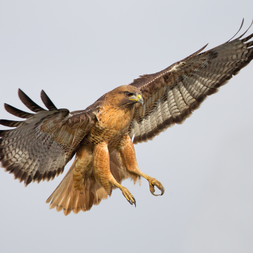 hawk with wings spread. Claws out to pick something up or land