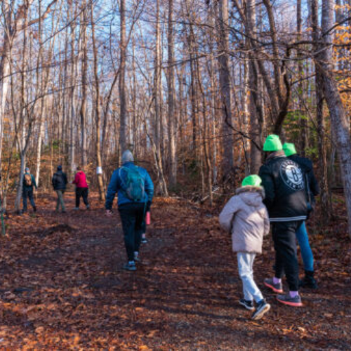 People walking on a fall-leaf covered trail in the woods.