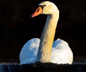 Central Park Swan