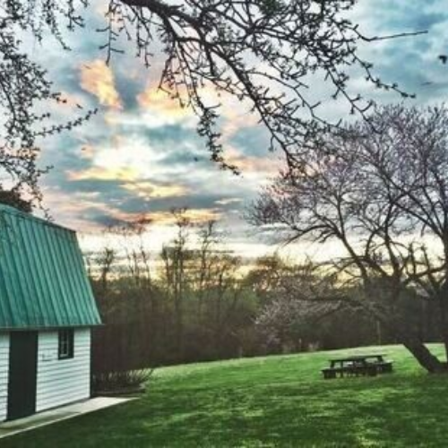 White shed with green roof on the left. Green grassy lawn with a picnic table beside a tree with no leaves. Sun is setting in the background