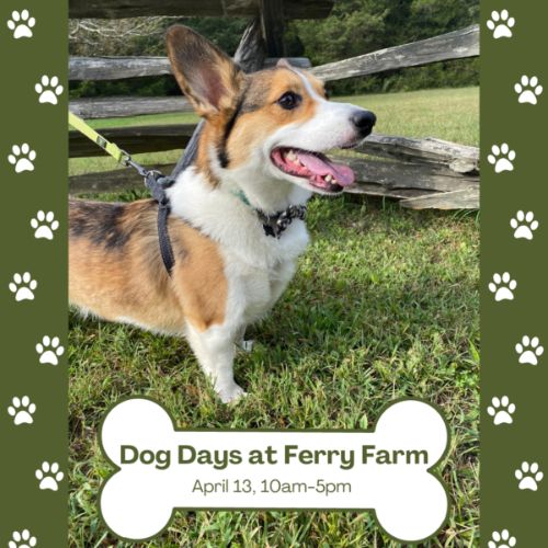 Dog Days at Ferry Farm