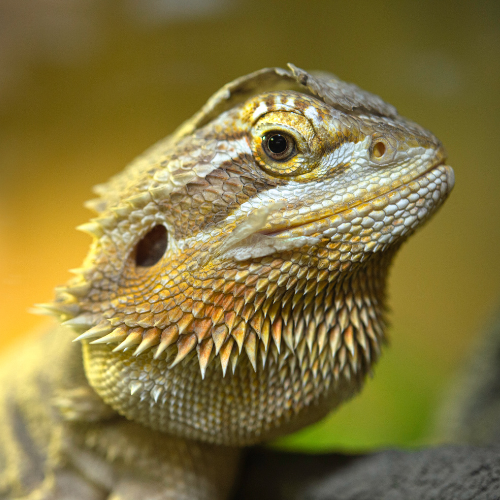 Closeup sideview of a yellow and tan bearded dragon