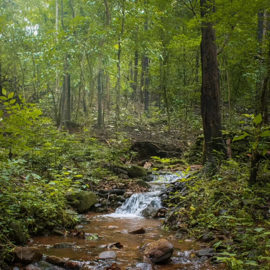 Free Guided Woodland Hike