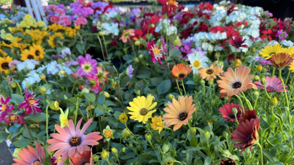A vibrant display of various blooming flowers in shades of pink, yellow, orange, red, and white, with green foliage.