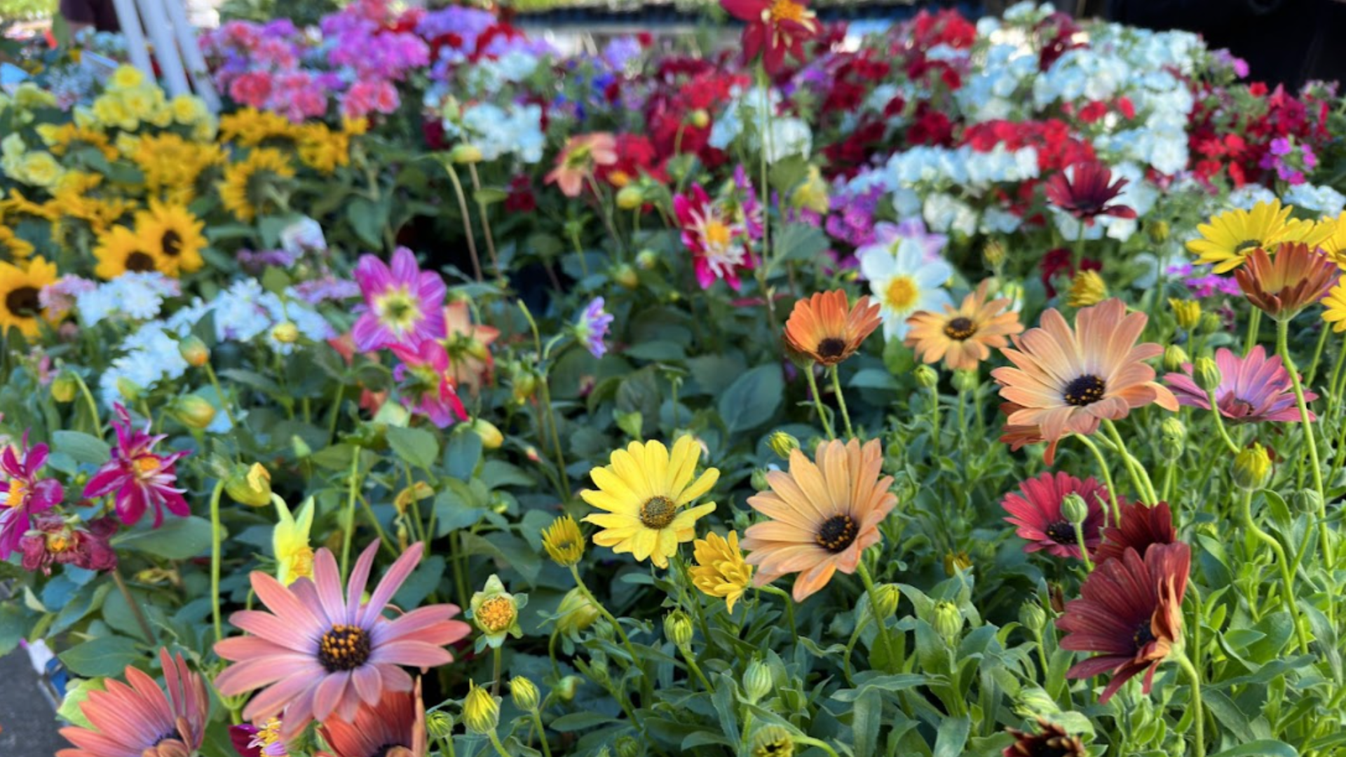 A vibrant display of various blooming flowers in shades of pink, yellow, orange, red, and white, with green foliage.