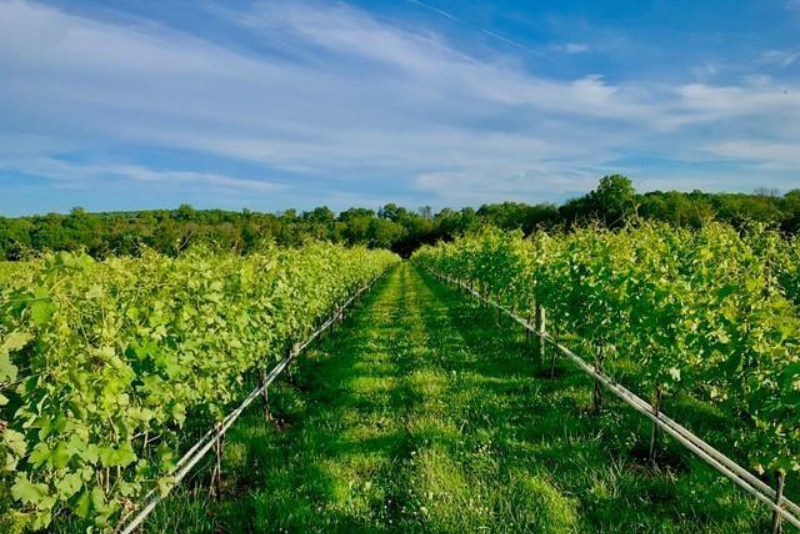 Grape vines with green leaves and a green field.