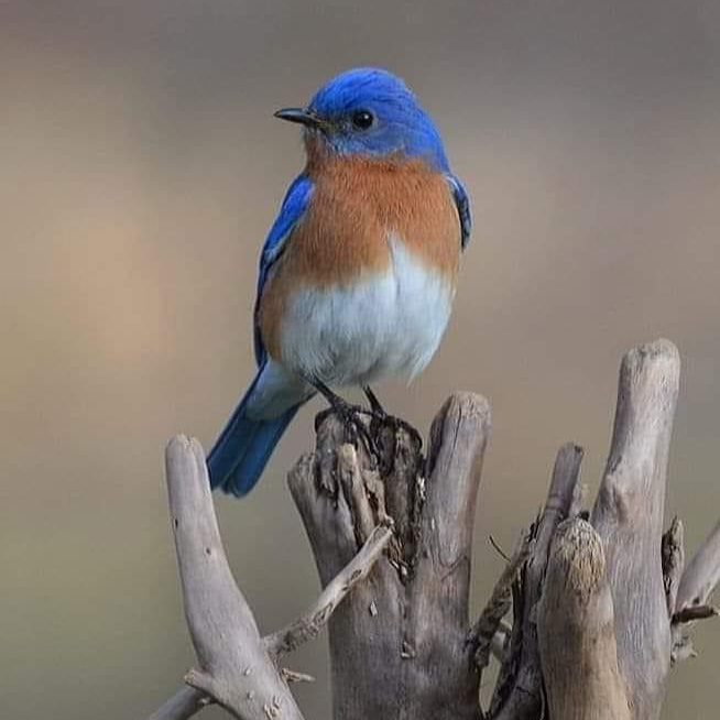 How to Attract Bluebirds to Your Yard