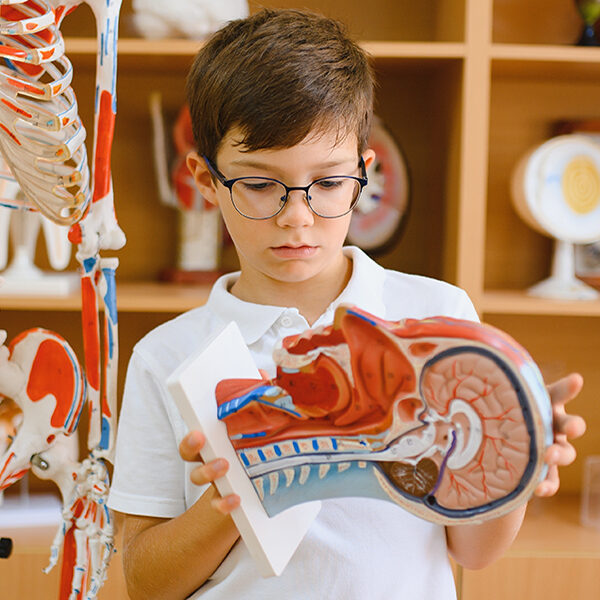 Young boy looking at a model of a human head.