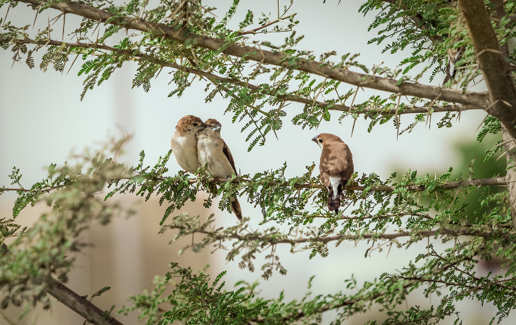 Three birds on a tree branch