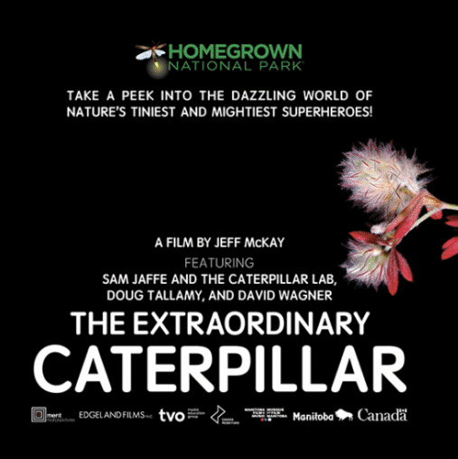 The extraordinary caterpillar poster