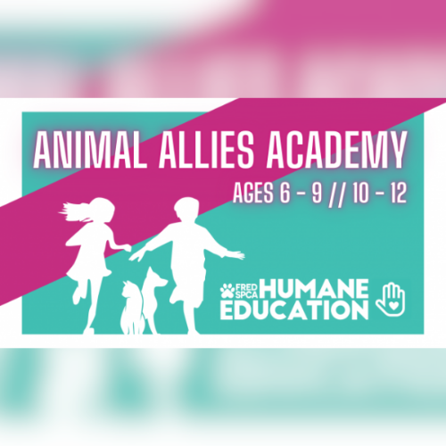 Animal Allies Academy: Hearts for Paws, Ages 6-9