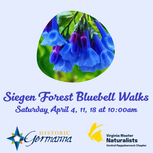 Siegen Forest Bluebell Walk