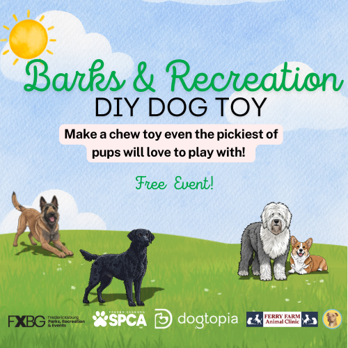 Barks & Recreation: DIY dog toy