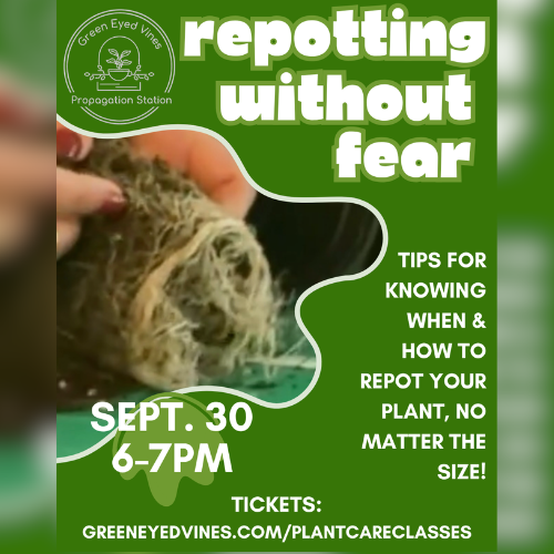Repotting Without Fear