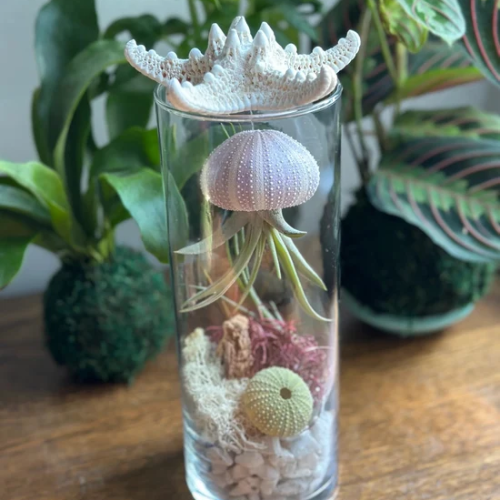 Under the Sea Terrarium Workshop