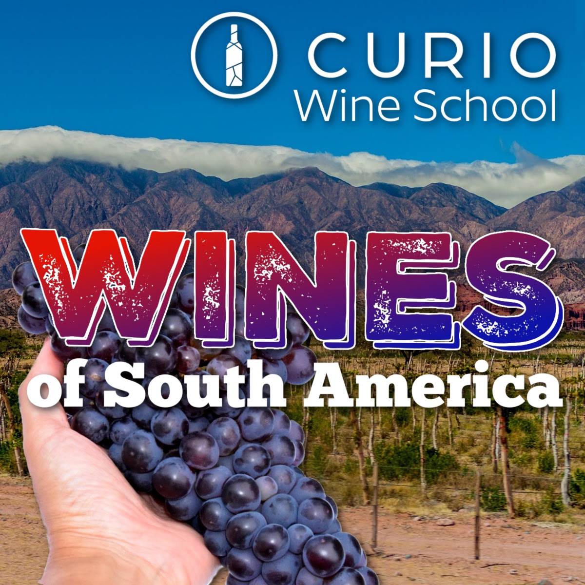 Curio Wine School promotional graphic with Andes mountains and a hand holding a cluster of dark grapes; text reads “WINES of South America” and “Curio Wine School” on a blue background.