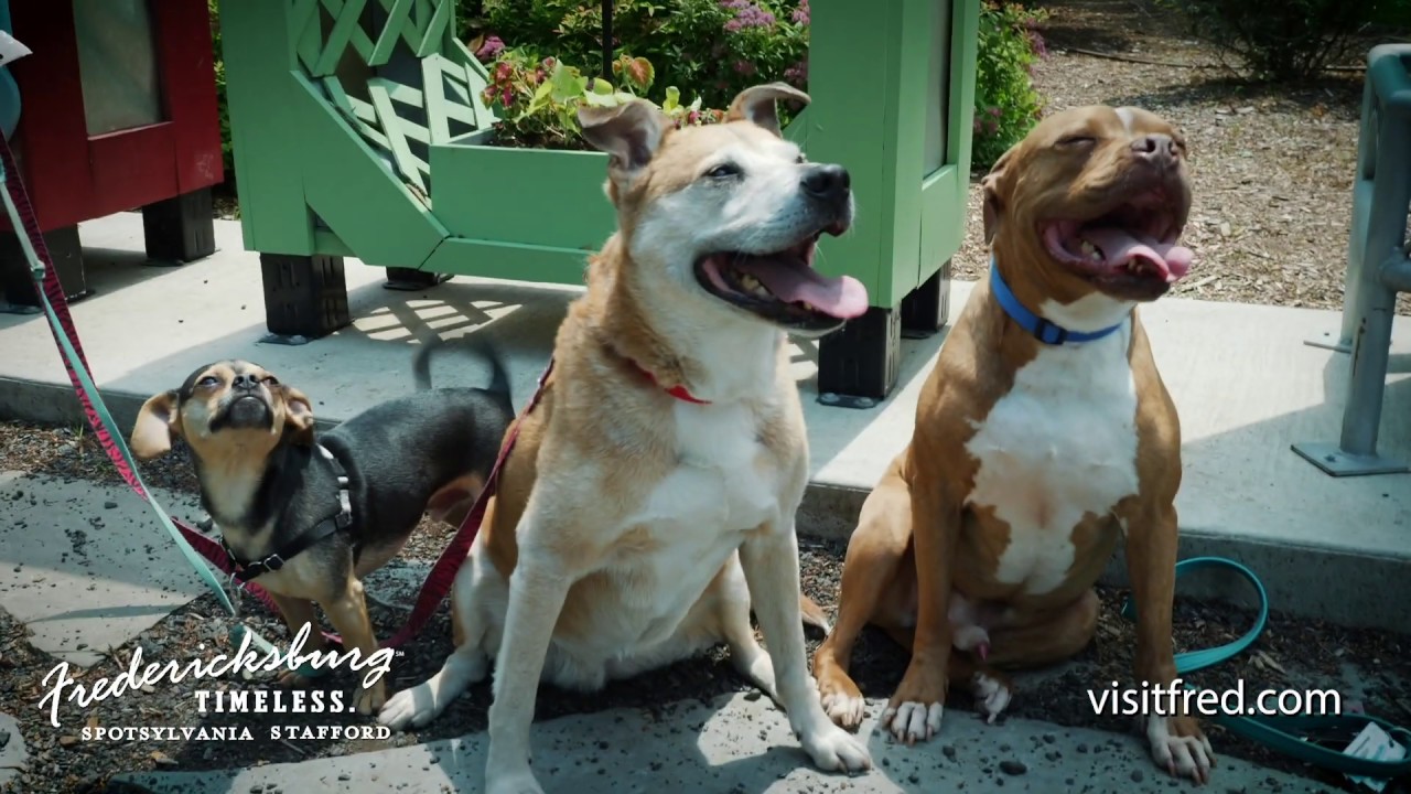 Dog Friendly Fredericksburg FXBG